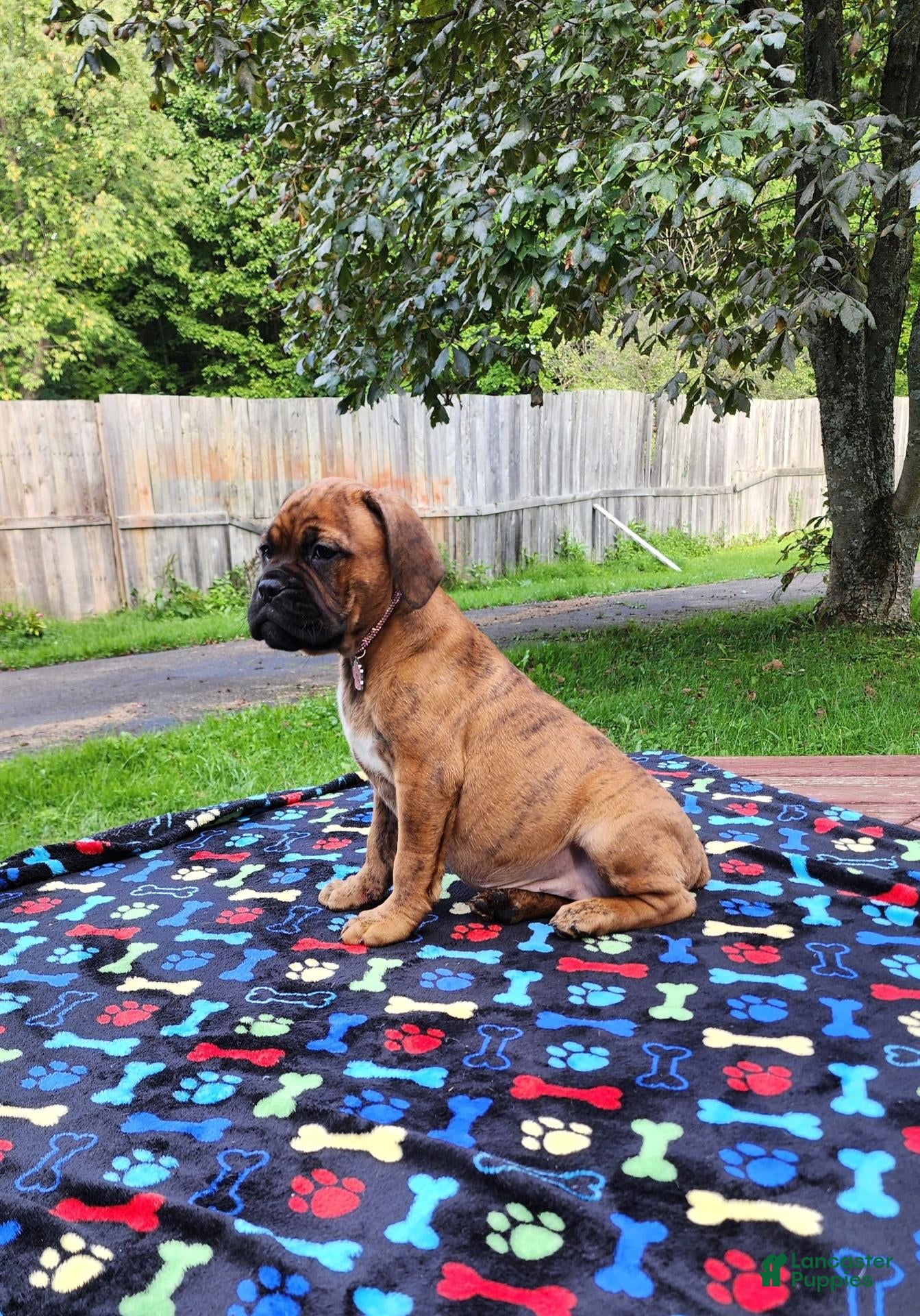 Mixed Breed dogs Zara - Ad 3
