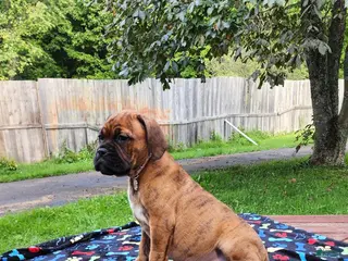 Mixed Breed dogs Zara - Ad 3
