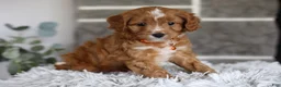 Cavapoo dogs for sale: Prince - Ad 7
