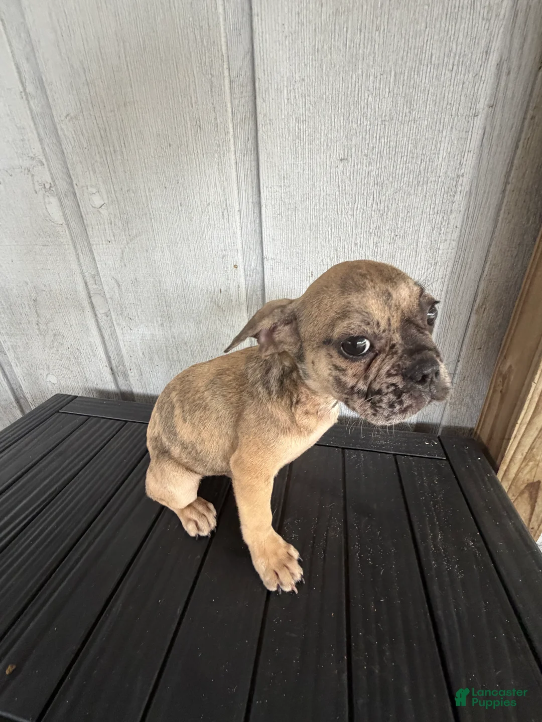 French Bulldog dogs for sale: Wave  - Ad 2