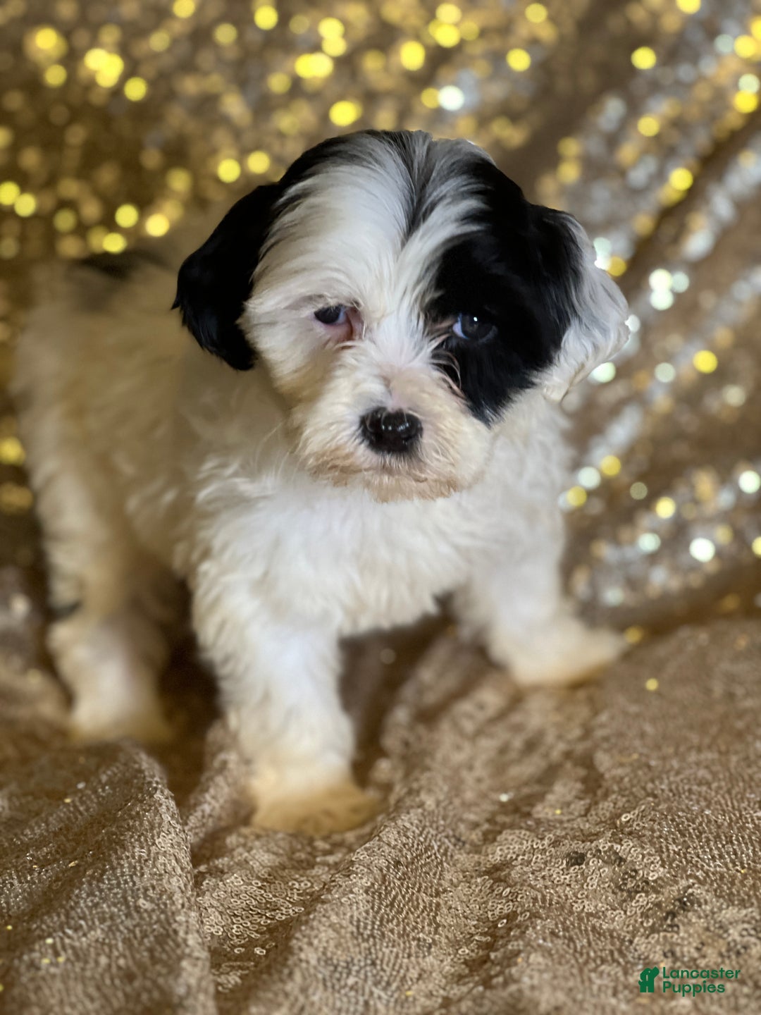 Portuguese Water Dog dogs for sale: Patch - Ad 4
