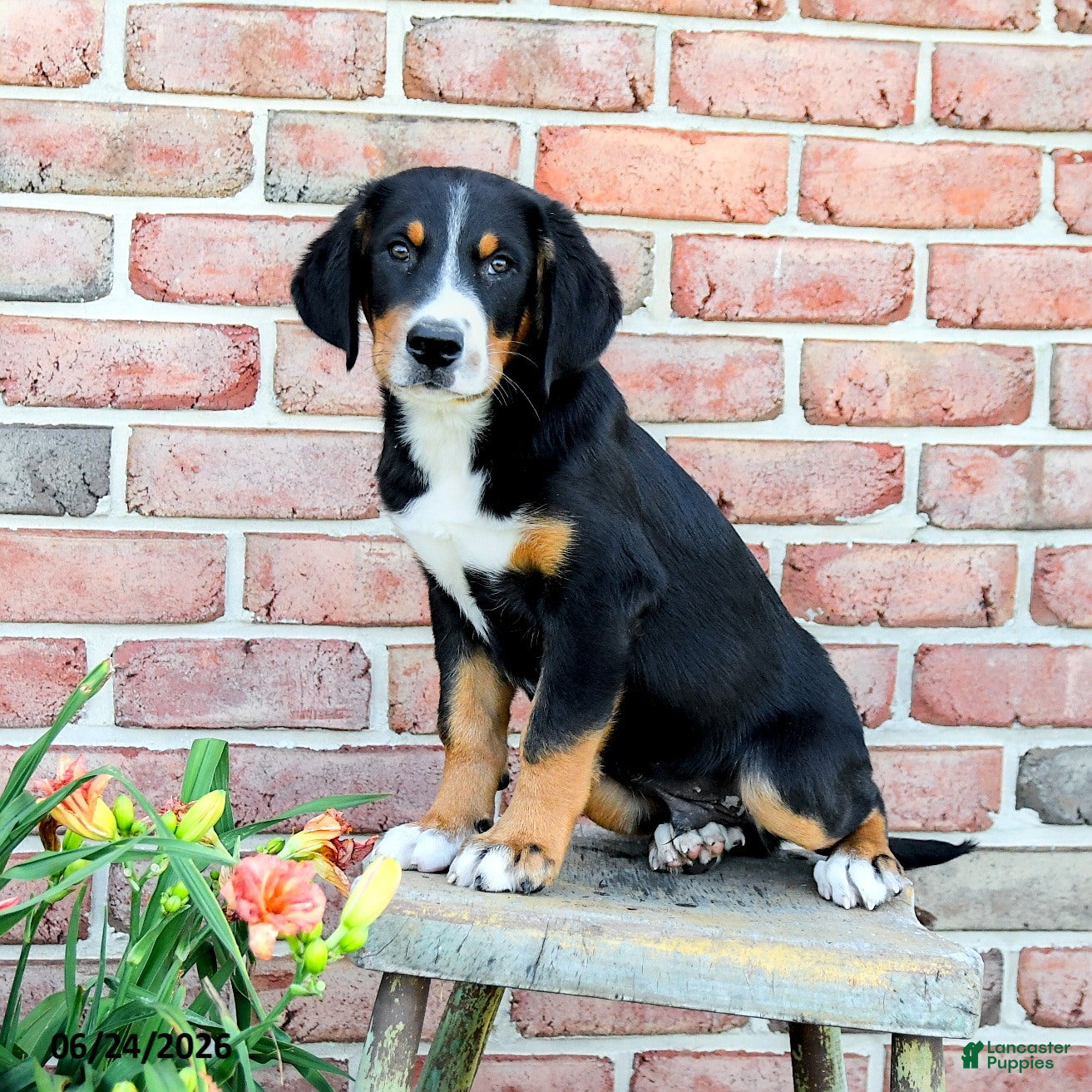 Greater Swiss Mountain Dog dogs Keller - Ad 2