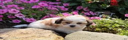 Teddy Bear dogs for sale: Haven - Ad 4