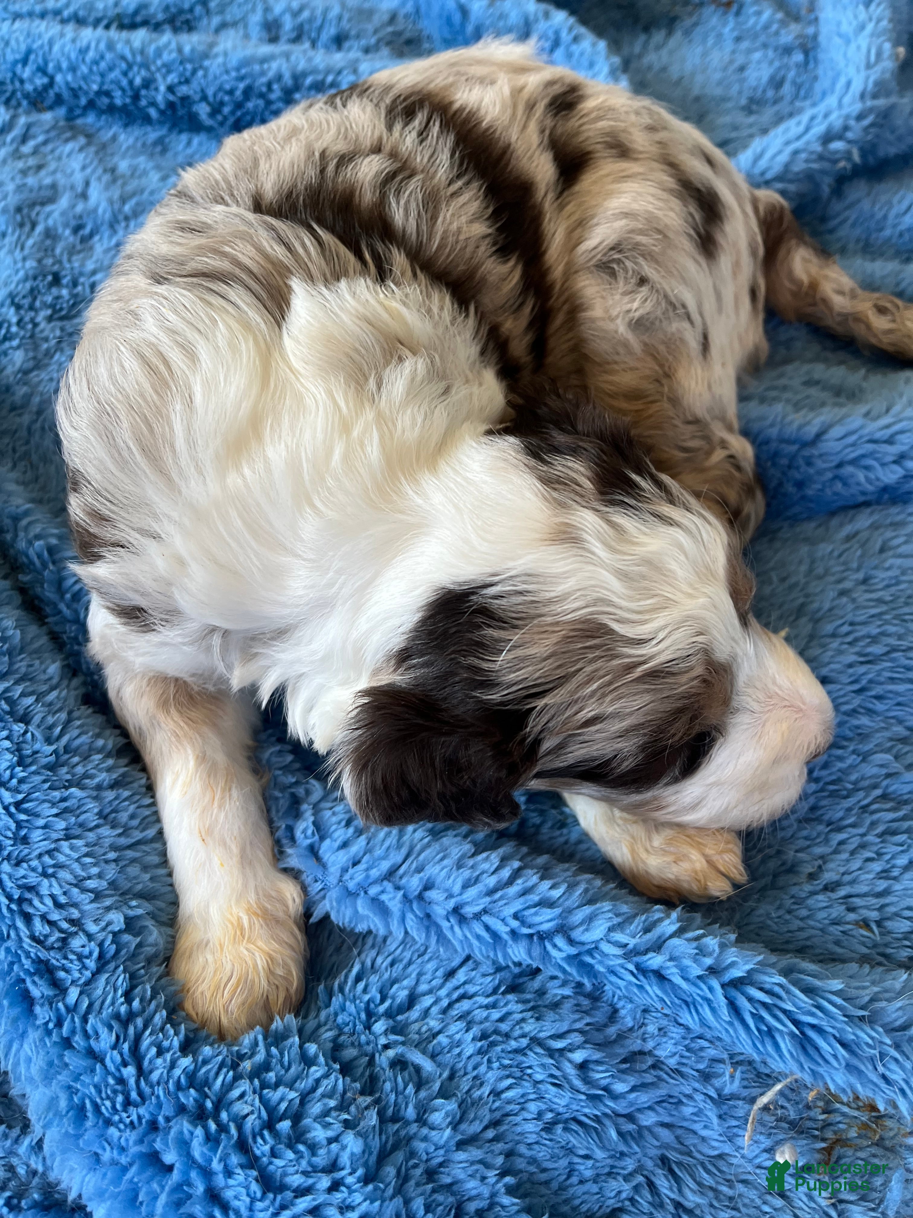 Aussiedoodle dogs Aussiedoodle Puppy 1 - Ad 2