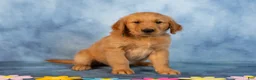 Golden Retriever dogs for sale: Chocolate - Ad 4