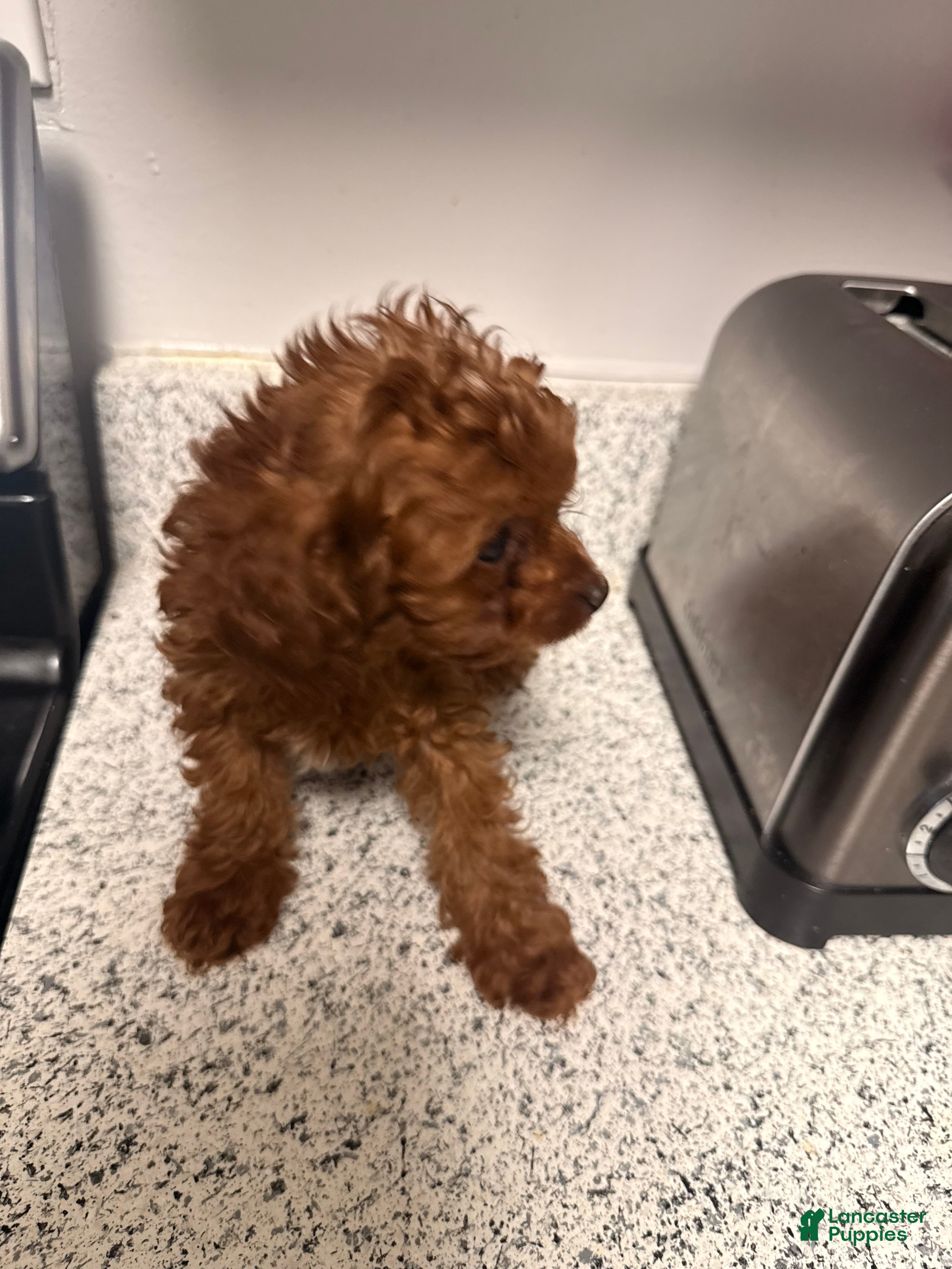 Cavapoo dogs Cavapoo 2 - Ad 4