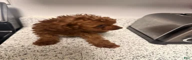 Cavapoo 2