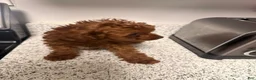 Cavapoo dogs for sale: Cavapoo 2 - Ad 1