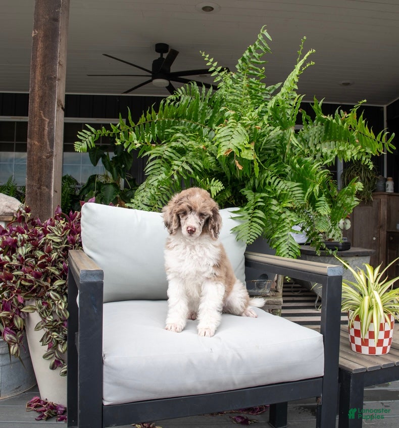 Standard Poodle dogs Morning Dew - Ad 1