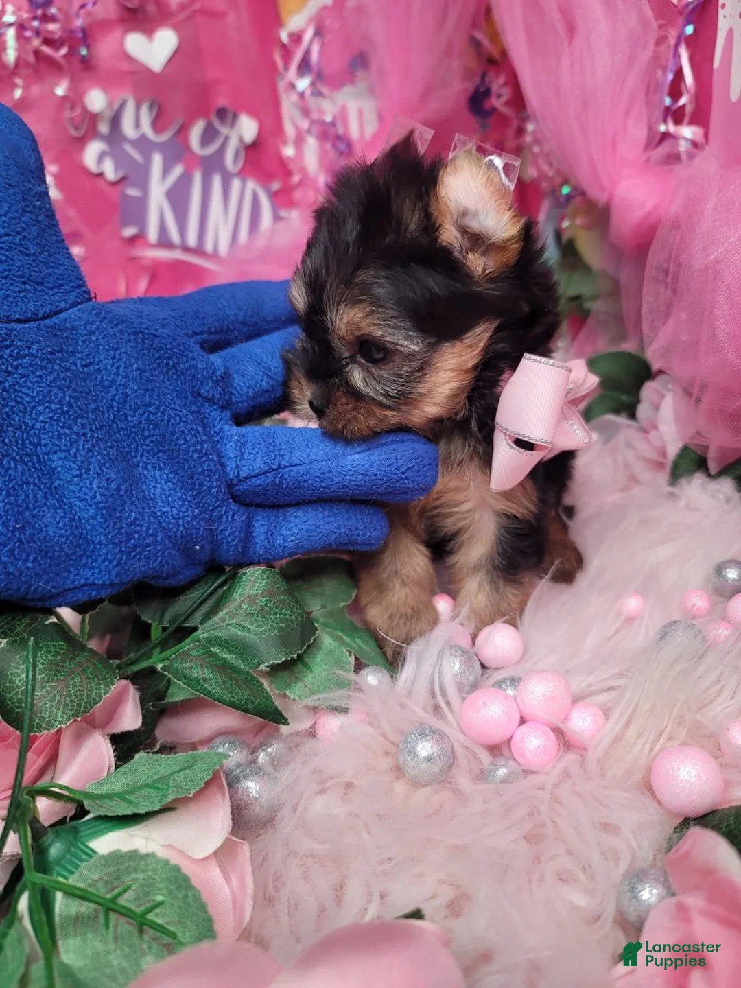 Yorkshire Terrier dogs for sale: Adorable - Ad 1