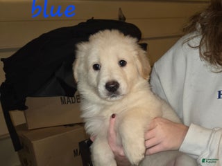Mixed Breed dogs for sale: Golden shepherd blue - Ad 3
