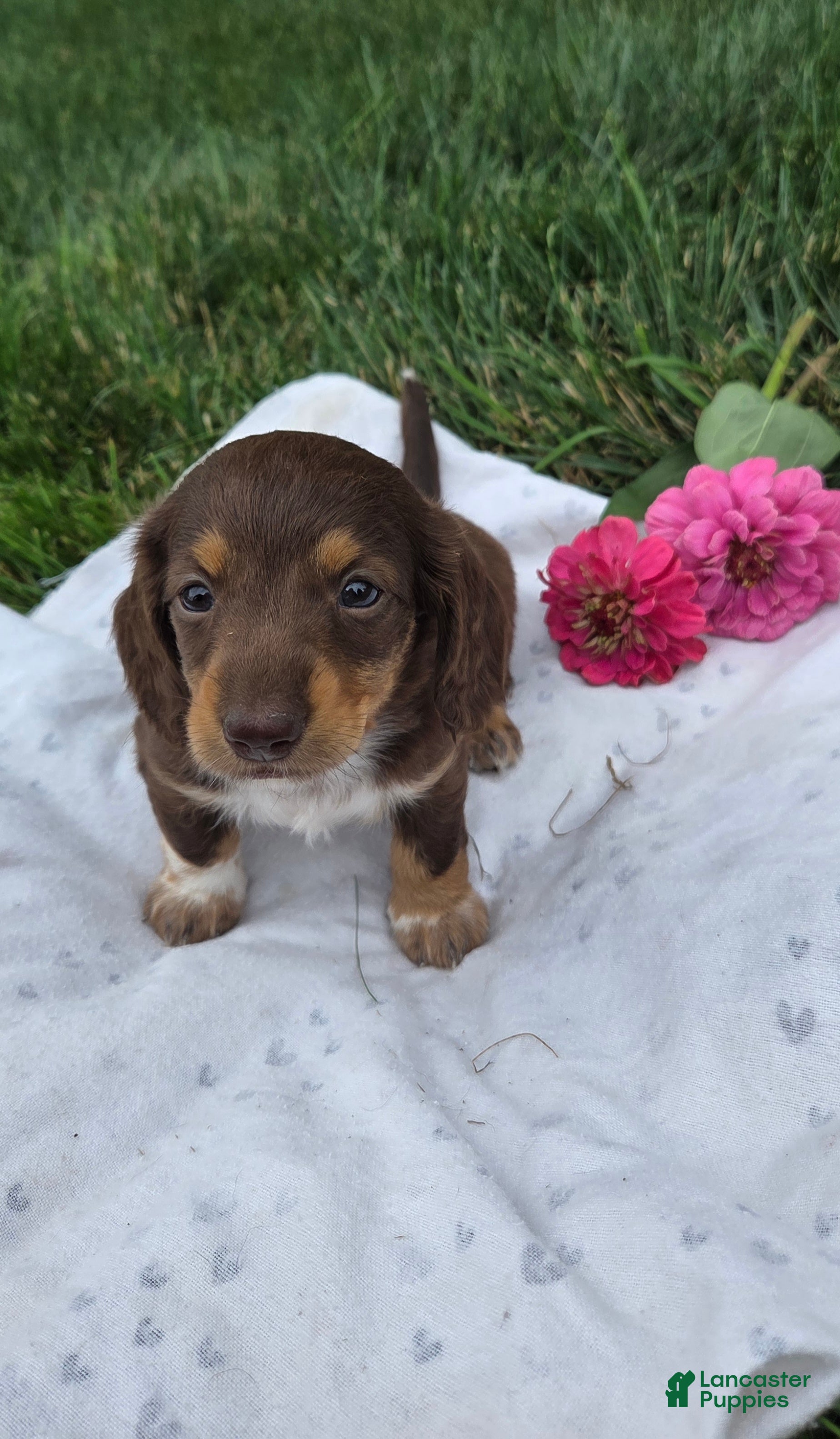 Miniature Dachshund dogs June - Ad 1