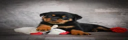 Rottweiler dogs for sale: Logan - Ad 1