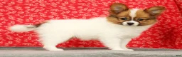 Papillon dogs for sale: Zion - Ad 1