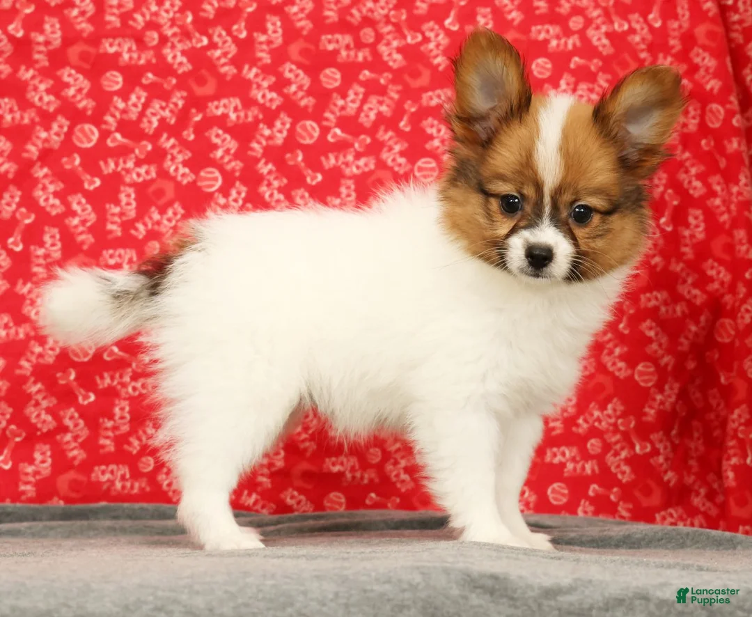 Papillon dogs for sale: Zion - Ad 1