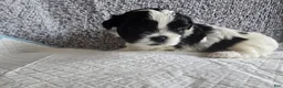 Shih Tzu dogs for sale: Button - Ad 4