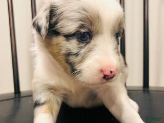 Australian Shepherd dogs Gemma - Ad 39