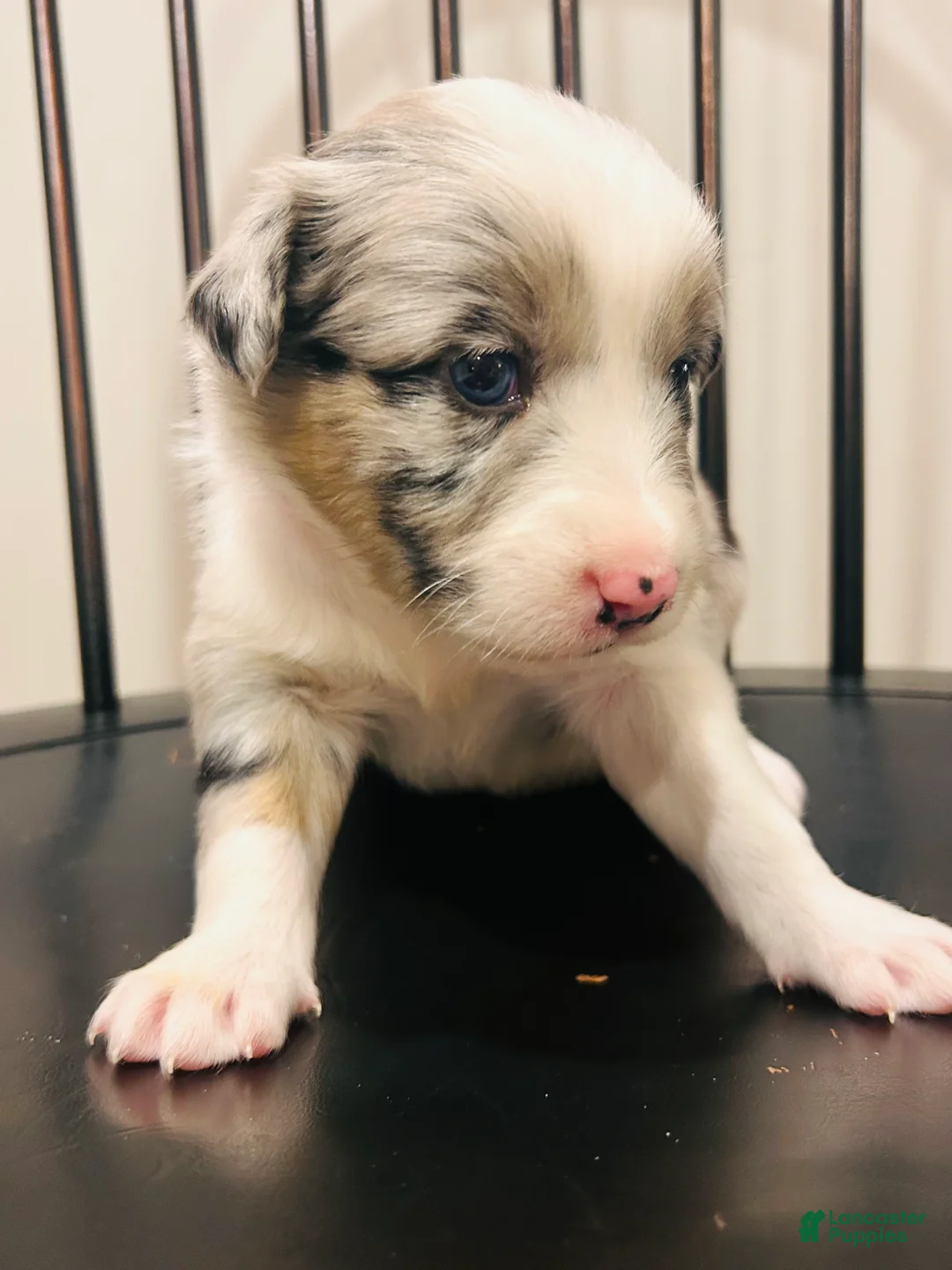 Australian Shepherd dogs for sale: Gemma - Ad 1