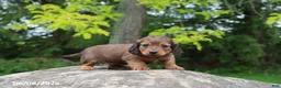 Miniature Dachshund dogs for sale: Archie - Ad 5