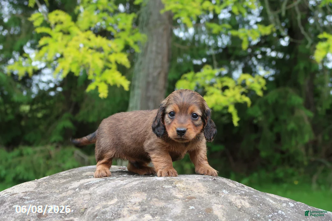 Miniature Dachshund dogs for sale: Archie - Ad 5