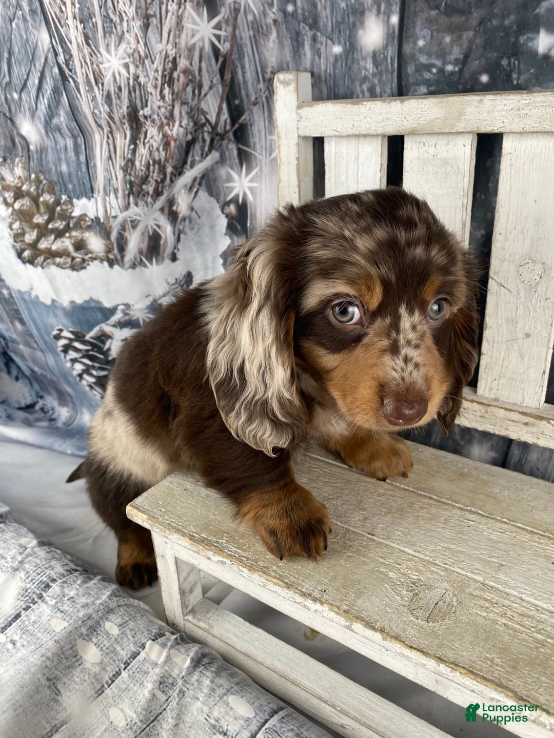 Miniature Dachshund dogs for sale: Bandit - Ad 3