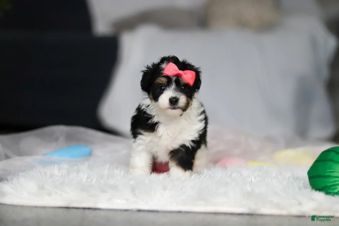 Mixed Breed dogs for sale: Barbie - Ad 4