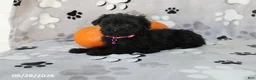 Yorkiepoo dogs for sale: Savannah - Ad 3