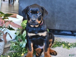 Rottweiler dogs - Ad 32