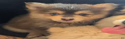 Pomsky dogs for sale: Blue boy - Ad 3
