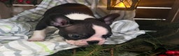Boston Terrier dogs for sale: Ricky - Ad 2