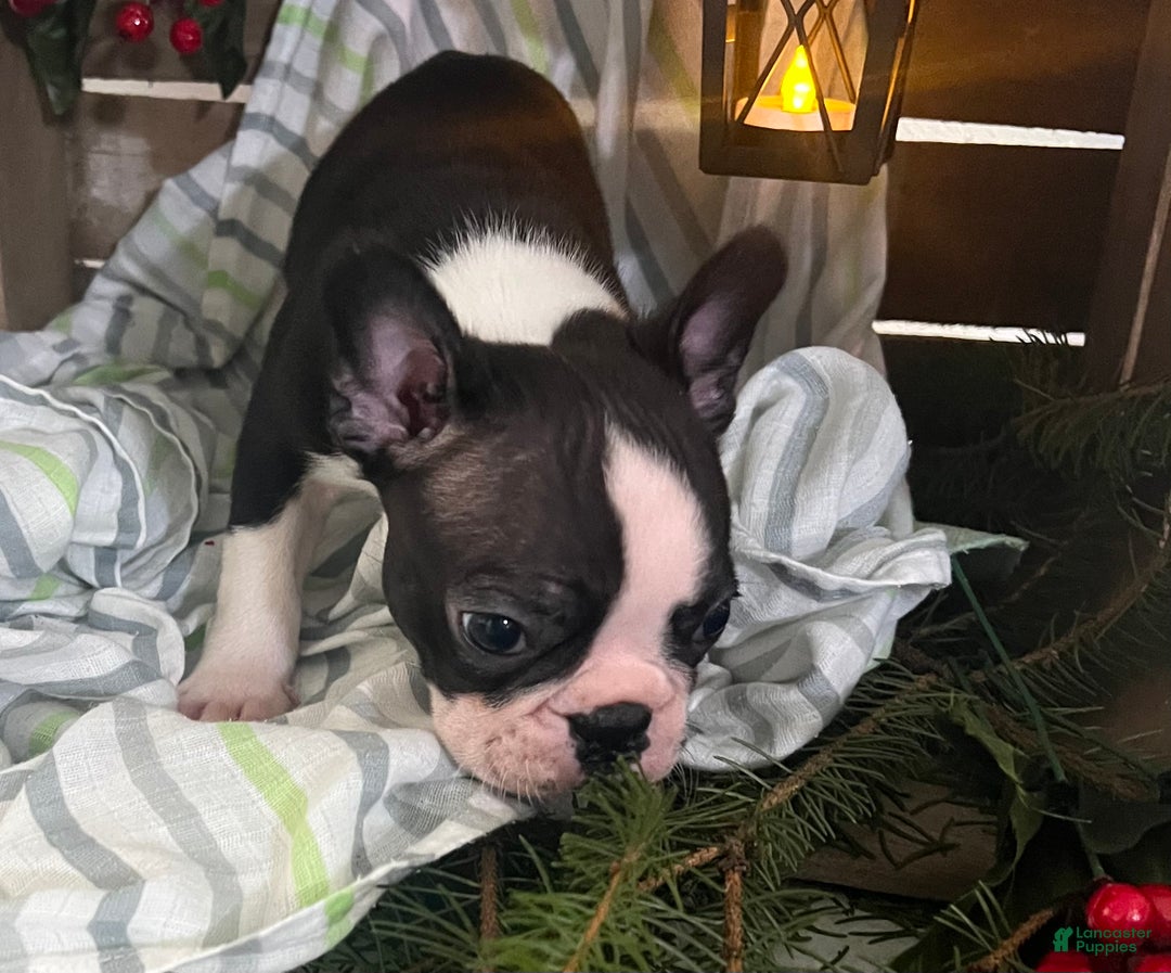 Boston Terrier dogs for sale: Ricky - Ad 2