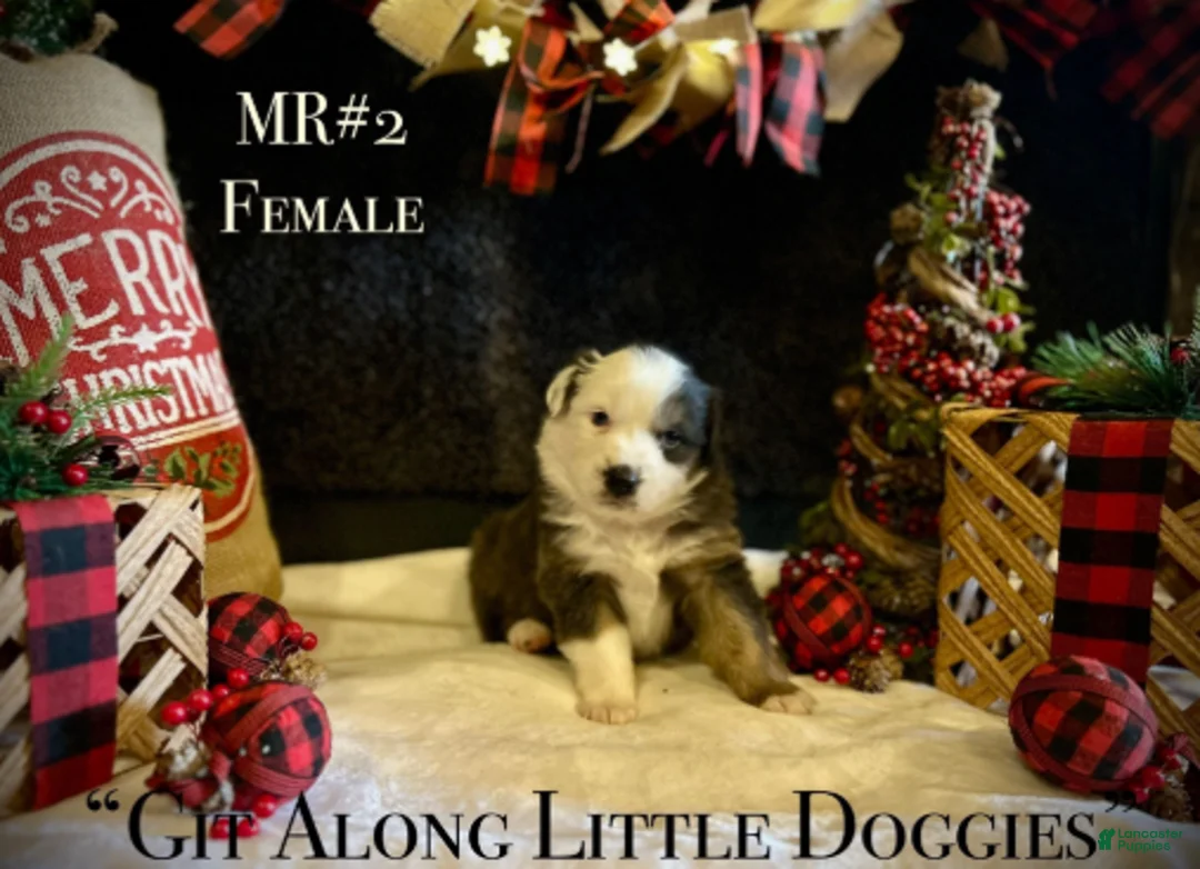 Australian Shepherd dogs for sale: MR#2 - Ad 3