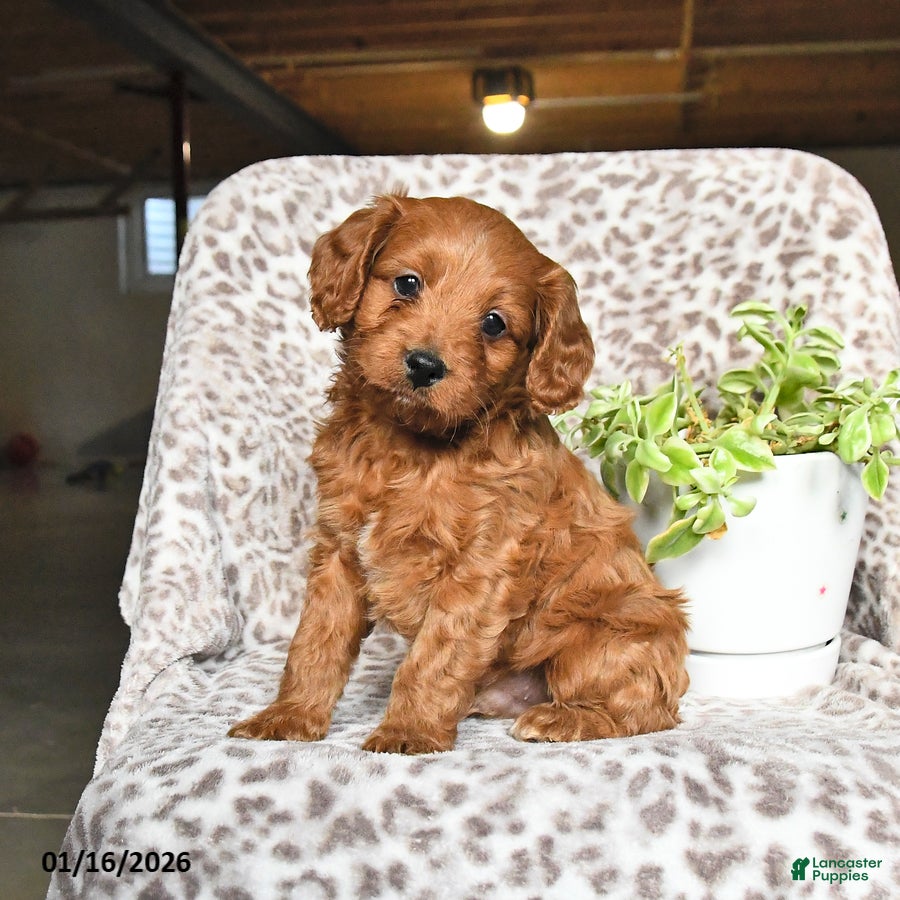 Cavapoo dogs George - Ad 31