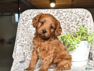 Cavapoo dogs George - Ad 40
