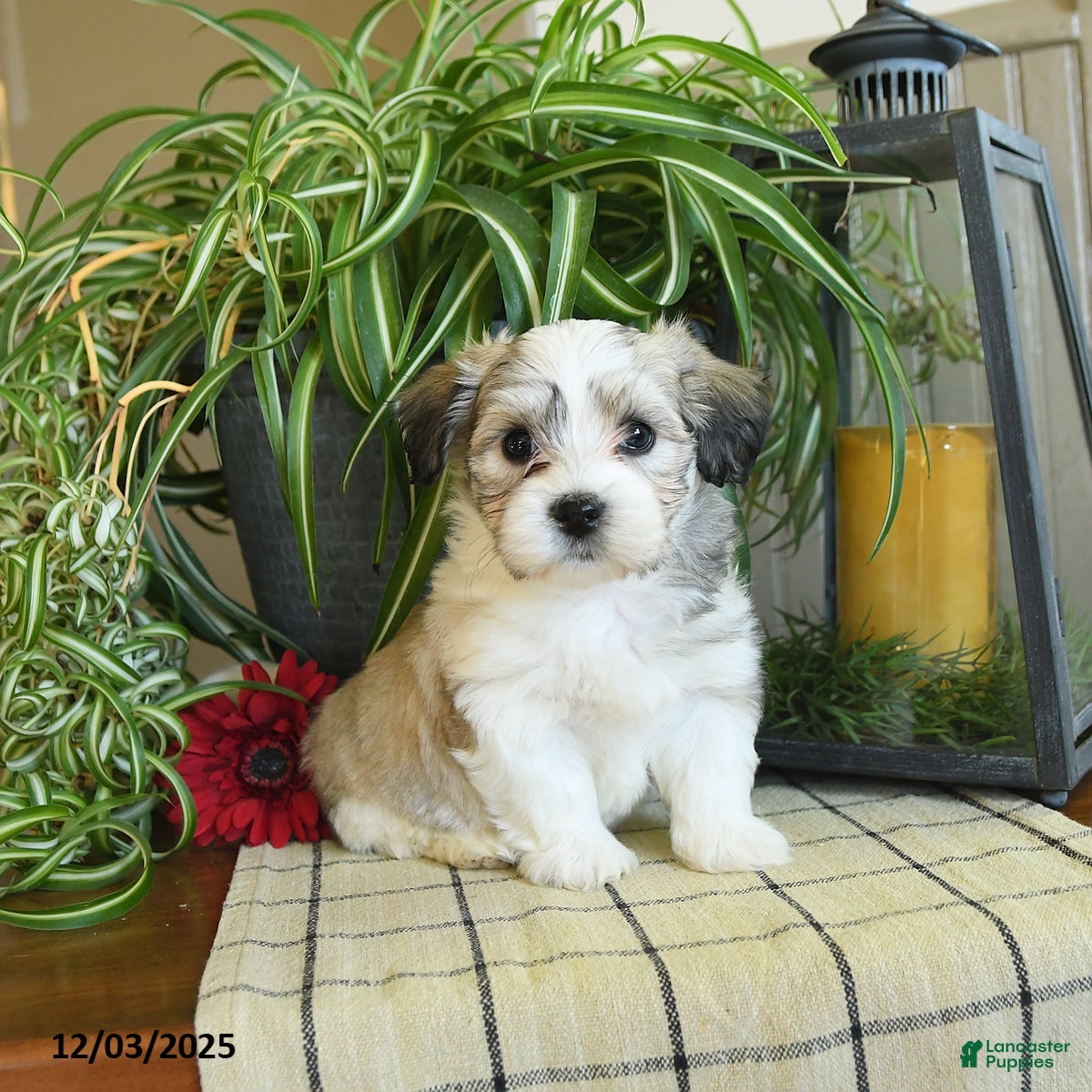 Havanese dogs Skipper - Ad 6