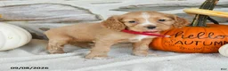 English Cocker Spaniel dogs for sale: Ruby - Ad 1