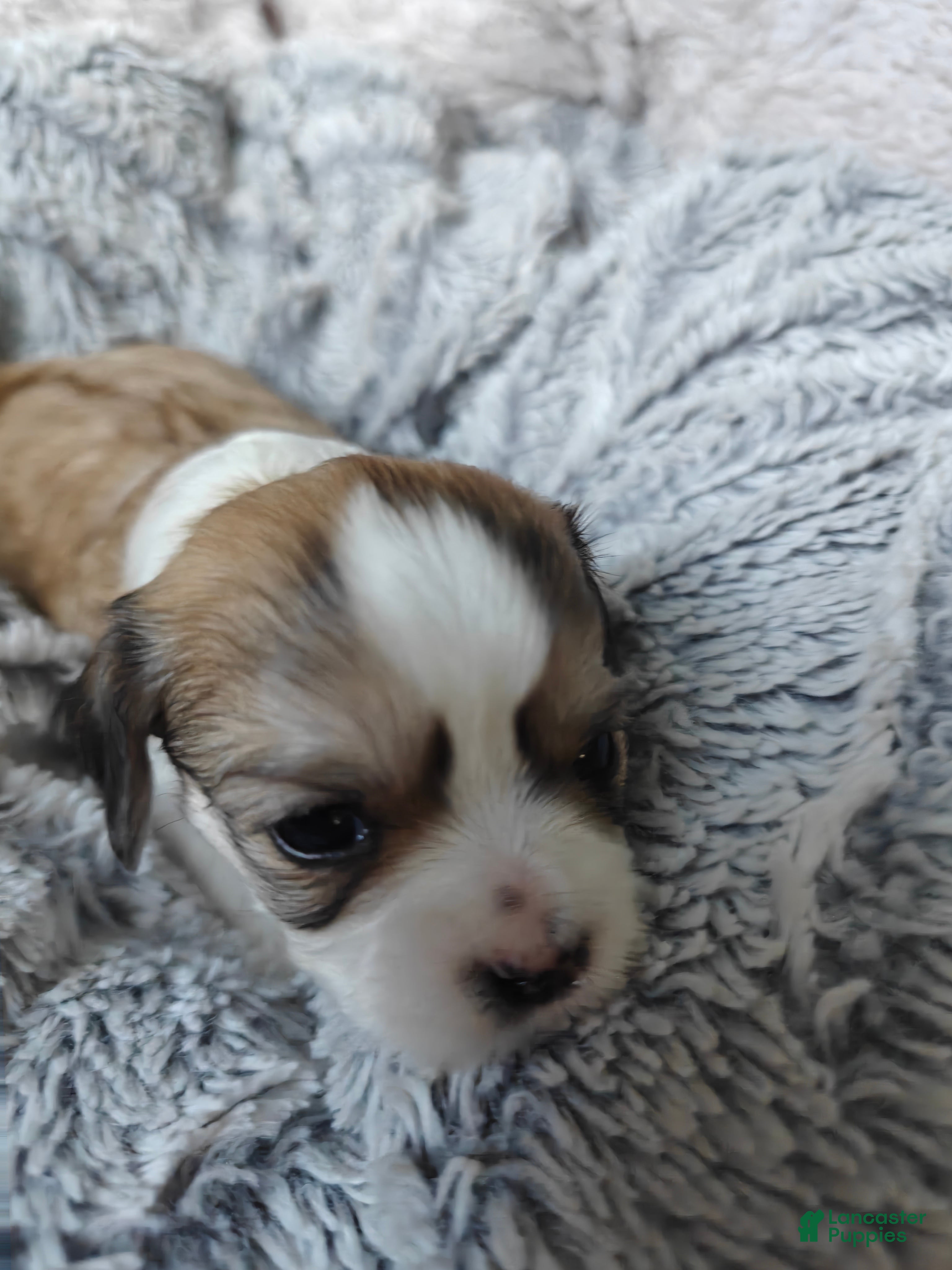 Mixed Breed dogs for sale: Biscotti - Ad 3