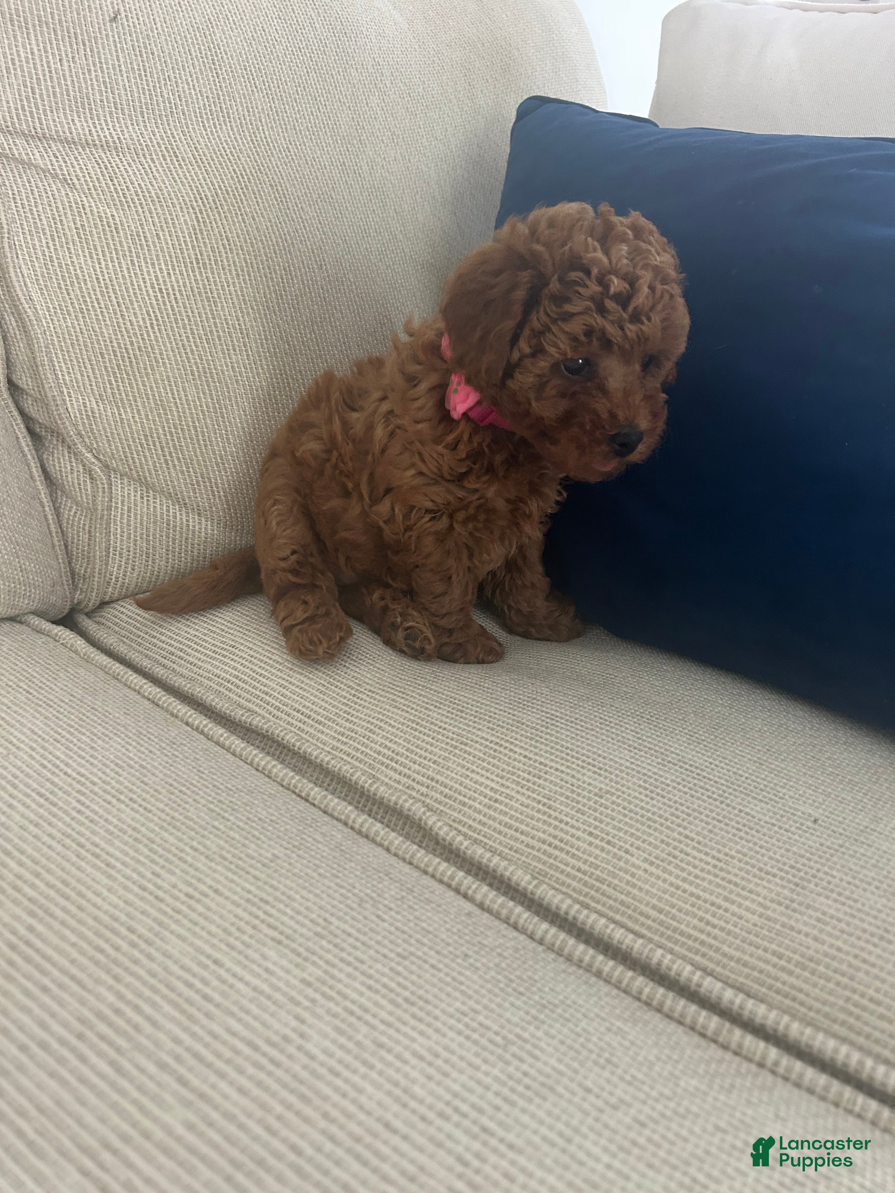 Maltipoo dogs Sasha - Ad 2