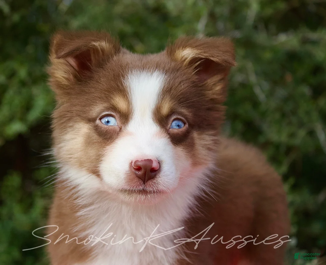 Australian Shepherd dogs for sale: Woody  - Ad 3