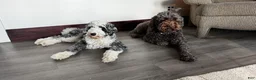 Bernedoodle dogs for sale: Tigger  - Ad 10