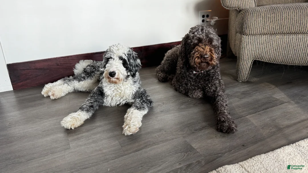 Bernedoodle dogs for sale: Sasha  - Ad 9