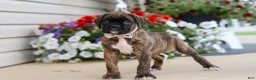 Boxer dogs for sale: Layla - Ad 7