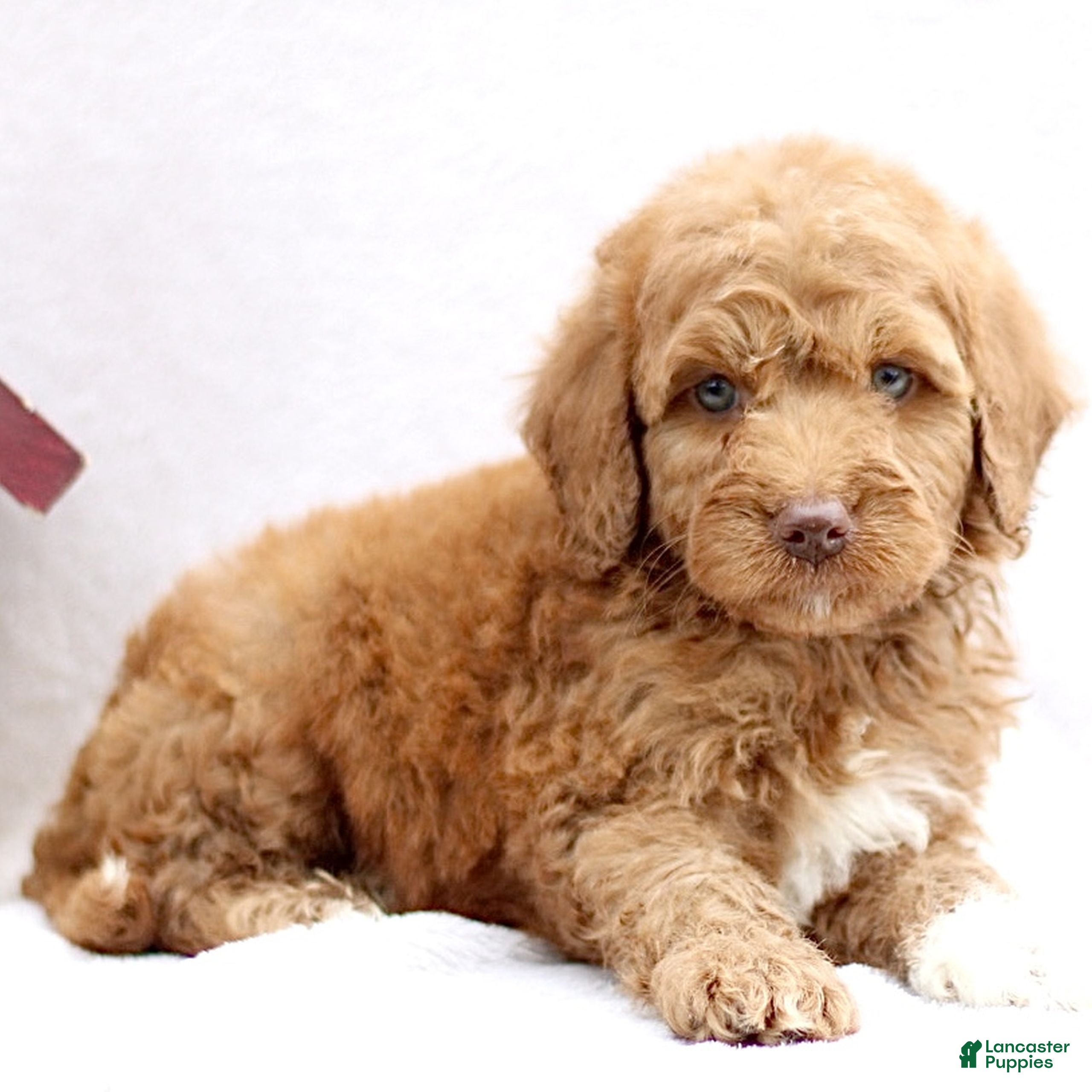 Mini Goldendoodle dogs Lanie  - Ad 2