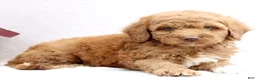 Mini Goldendoodle dogs for sale: Lanie  - Ad 2