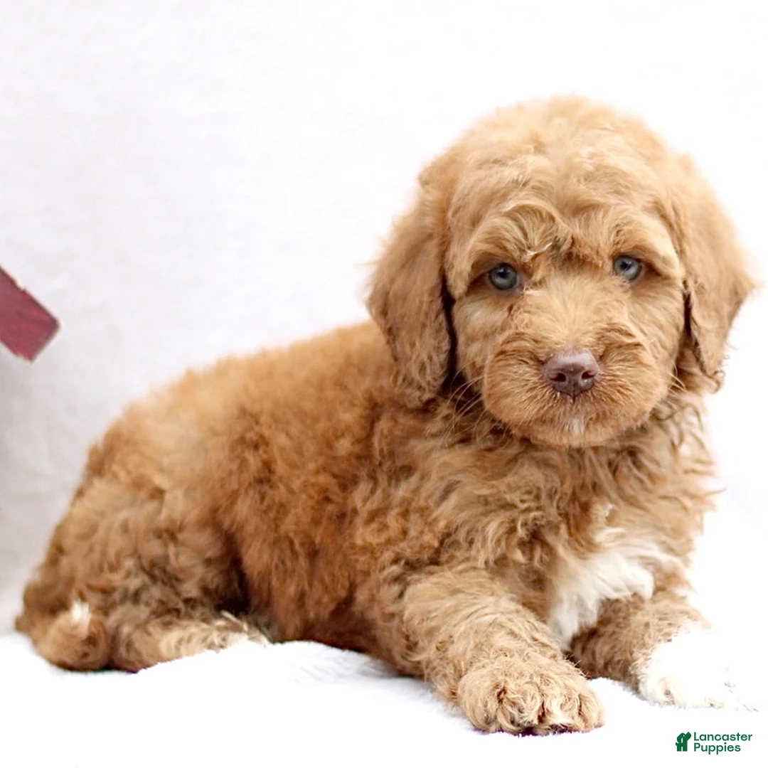 Mini Goldendoodle dogs for sale: Lanie  - Ad 2