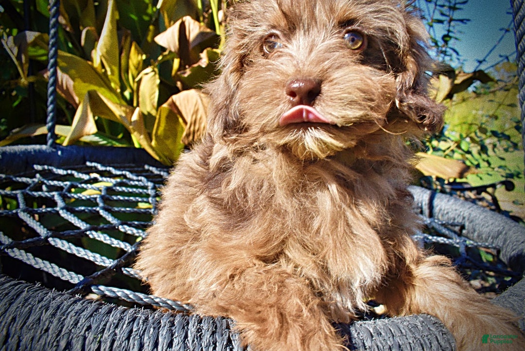 Havapoo dogs for sale: Gracie - Black Friday Sale - Ad 3