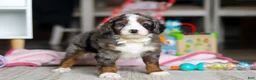 Mini Bernedoodle dogs for sale: Zuma - Ad 4