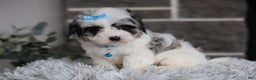 Maltipoo dogs for sale: Sapphire - Ad 14