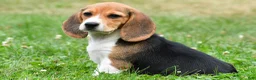 Beagle dogs for sale: Polly - Ad 3