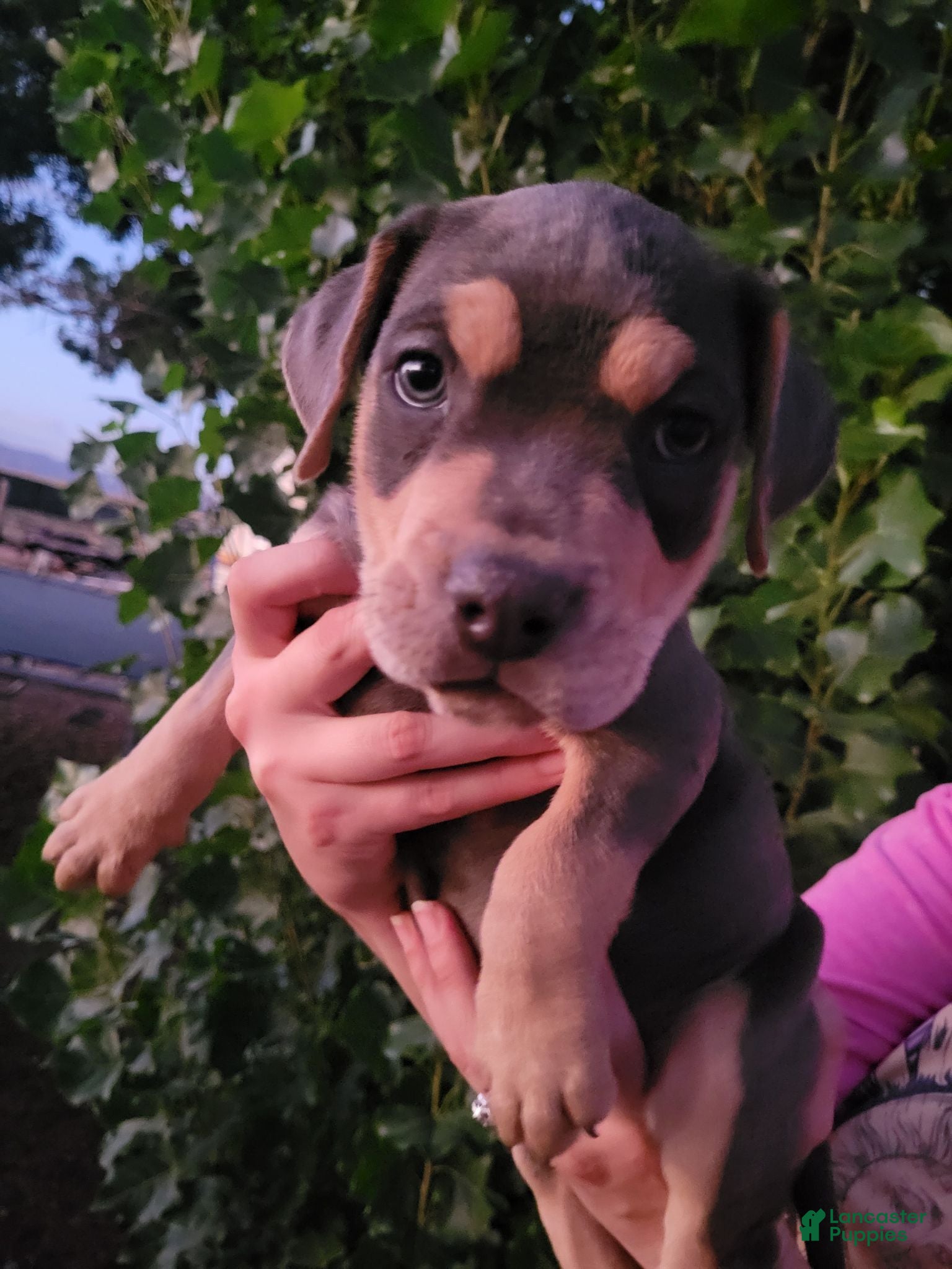 English Bulldog dogs BLUE AND TAN  - Ad 33